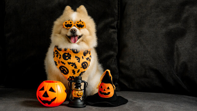 Lovely pomeranian dog with halloween pumpkin and witch hat on the dark sofa
