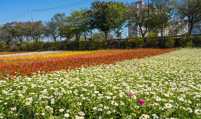 Fototapeta premium 파란 가을 하늘과 어우러진 장성 황룡강 강변의 아름다운 꽃밭