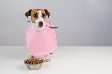 Jack Russell Terrier dog in a pink bib holding a spoon in his mouth. 