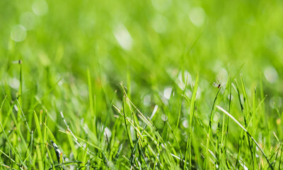 Texture, background, pattern of green grass with an insect. Bokeh with light reflection