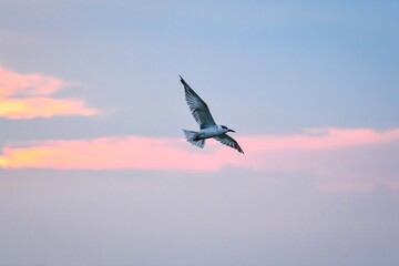 seagull in flight