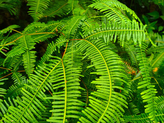 Ferns grow wild in the tropics. Shoots can be used as traditional cook & food. Shrubs of ferns can help keep the slope structure from eroding.
