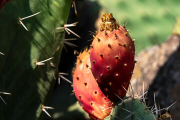 Prickly pear cactus close-up with ripe prickly fruit, opuntia cactus spines. Israel