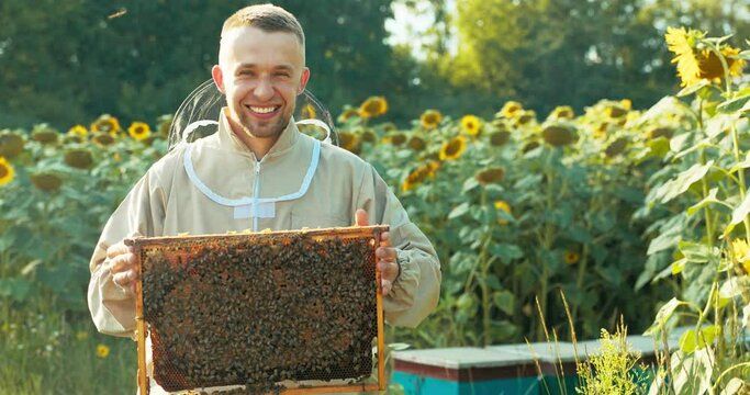 Happy beekeeper worker laughing smiling delightfully standing in apriary in field full of sunflowers holding honeycomb full of busy bees bees colony insects honey concept. APriculture sericulture.
