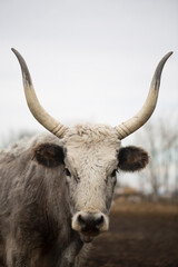 Closeup vertical portrait of white cow with long horns in shades of grey somewhere in the country.