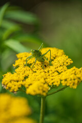green grasshopper on the yarrow