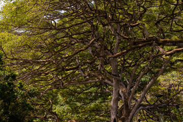 Rainforest canopy views on Oahu, Hawaii with beautiful pattern and nature views. 
