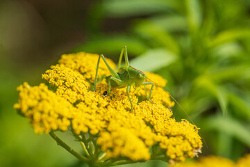 green grasshopper on the yarrow