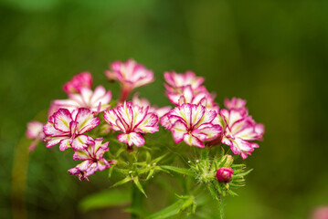 Bright pink and white Phlox drummond