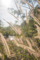 a shrub or clump of shrubs with stems of moderate length.