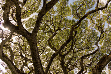 Rainforest canopy views on Oahu, Hawaii with beautiful pattern and nature views. 