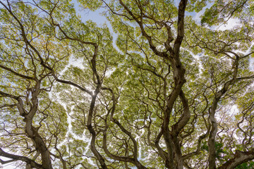 Rainforest canopy views on Oahu, Hawaii with beautiful pattern and nature views. 