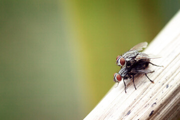 Natural breeding of flies.
