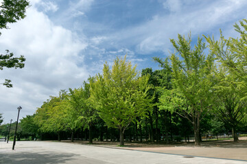 Obraz premium 光が丘公園（東京都練馬区光が丘）