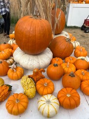 Assortment of pumpkins and gourds displayed at a pumpkin patch for Halloween