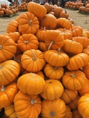 Assortment of pumpkins and gourds displayed at a pumpkin patch for Halloween