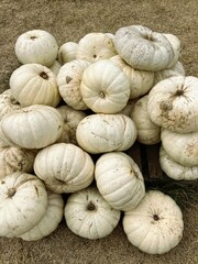 Close up of white pumpkins displayed at a pumpkin patch for Halloween