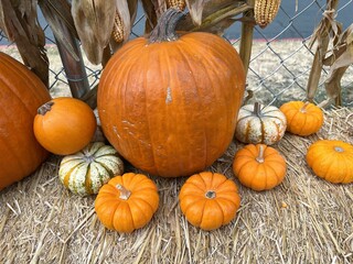Assortment of pumpkins and gourds displayed at a pumpkin patch for Halloween