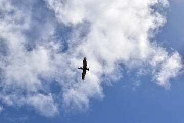 Pelican flying in the sky under the sun among the clouds at St. Martin