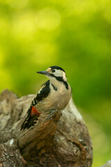 Syrian Woodpecker (Dendrocopos syriacus) in forest