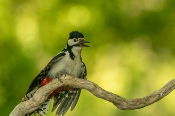 Great Spotted Woodpecker (Dendrocopos major) in forest
