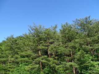 Fototapeta premium 青空と松林