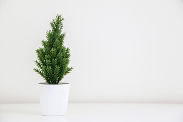 A single small evergreen Christmas tree plant (spruce tree) decorating white background, copy space...