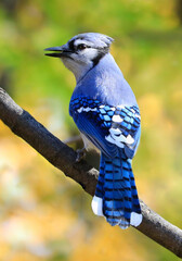 Blue Jay with autumn colors background, Quebec, Canada