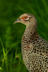 Portrait of female Pheasant bird