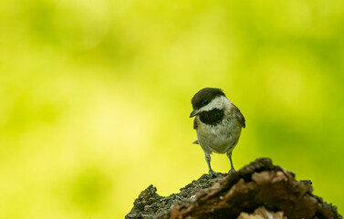 Sombre Tit (Parus lugubris) in to the forest