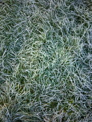 frost on the grass,morning in autumn, the green grass is covered with frost, frost in autumn