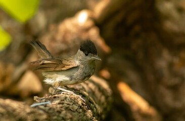 Male Blackcap bird drink water and take a bath in forest