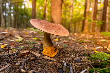 Bolete with a leaf at the stem rise in the woods.  Mushroom picking in New Hampshire forest