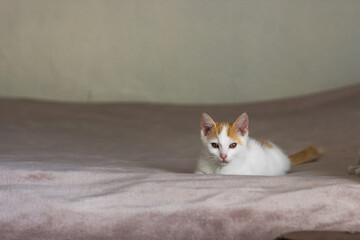 Cute white and red cat lying in bed and takes a nap. Pastel blanket background. Young cat relaxing at bedroom.