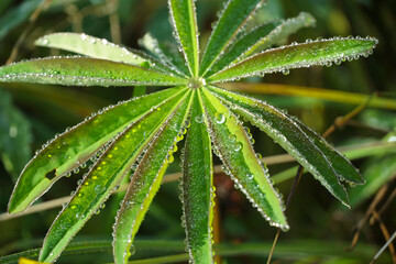 Drops of morning dew on a green leaf close-up