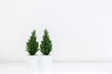A pair of small decorative evergreen Christmas tree plants (spruce tree) on white background, with copy space