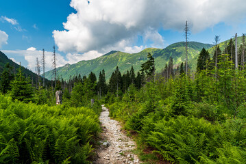 Koprova dolina valley with hills of Western Tatras mountains above in Slovakia © honza28683