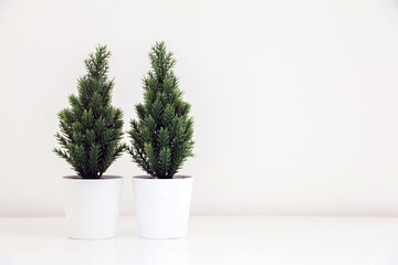 Two small decorative Christmas tree plants (spruce tree) on white background, with copy space