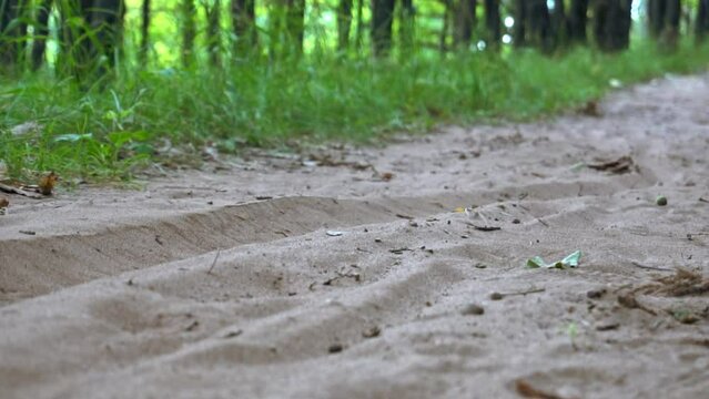 A man on a bicycle rides on a sandy road. Wooded area, active recreation, sports. Soft selective selective focus. Sudden braking