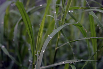 green grass with raindrops in the morning