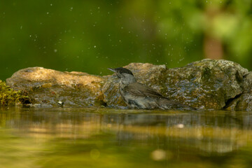 Male Blackcap bird drink water and take a bath in forest