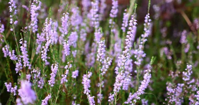 Heather in bloom in the forest dancing in the wind