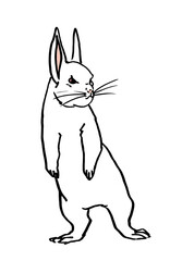 立ち上がって振り返る白いウサギ