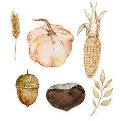 Thanksgiving watercolor elements, pumpkin, acorn and nut © SvetaArt