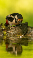 Great Spotted Woodpecker (Dendrocopos major) in forest