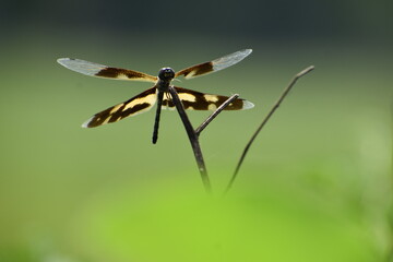 dragonfly resting on a leaf