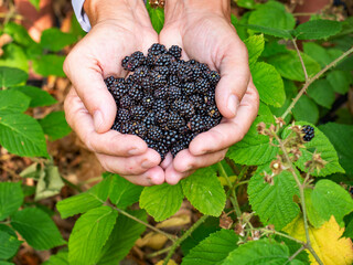 Female hands holding a full handful of fresh blackberries