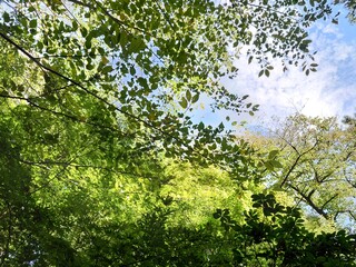 leaves and sun