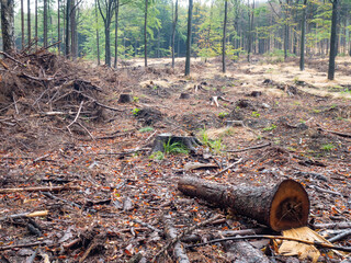 Nature problem. Rapid devastation of forest affected Spruce gobbler.