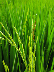 Insect mating. Rice ear bug (leptocorisa oratorius) is one of paddy pest. It suck developing grain and can lead to paddy crop failure.